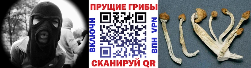 купить   Семилуки  Галлюциногенные грибы мицелий 